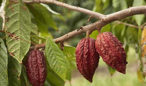 这种树我们虽然不常见，生活中却离不开它，赶快认识一下吧