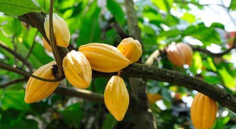 这种树我们虽然不常见，生活中却离不开它，赶快认识一下吧