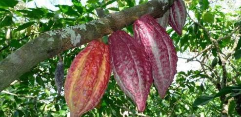 这种树我们虽然不常见，生活中却离不开它，赶快认识一下吧