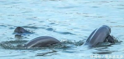 ​因肉质鲜美被人类吃灭绝，从50亿只到无影无踪，仅仅用了100年