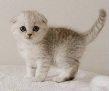 ​世界上体型最小的几种猫，一起来了解下吧