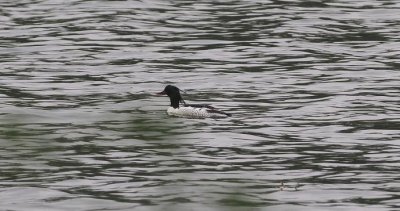 ​头顶飘逸长发，西湖首次拍到中华秋沙鸭，它有多宝贝？有个别名叫“水中大熊猫