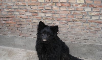 ​中国本土智商最高的狗：黑熊犬超萌却濒临灭绝