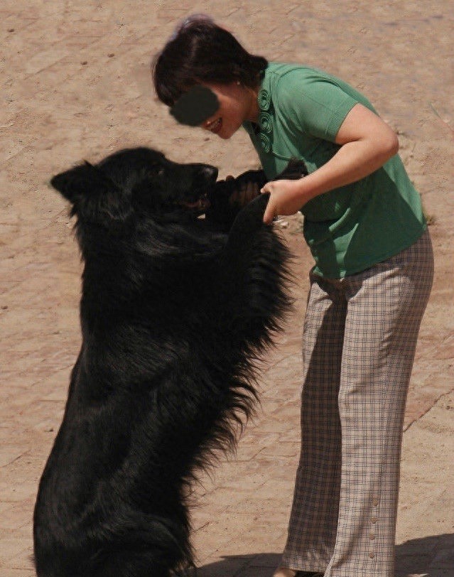中国本土智商最高的狗：黑熊犬超萌却濒临灭绝