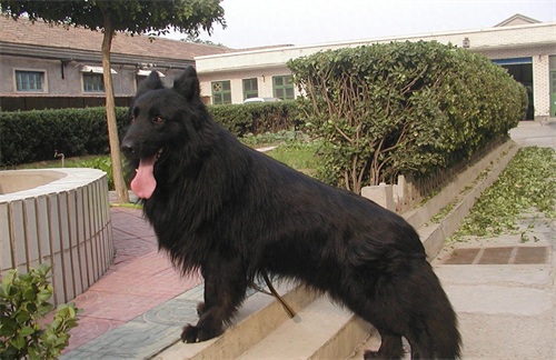 中国本土智商最高的狗：黑熊犬超萌却濒临灭绝