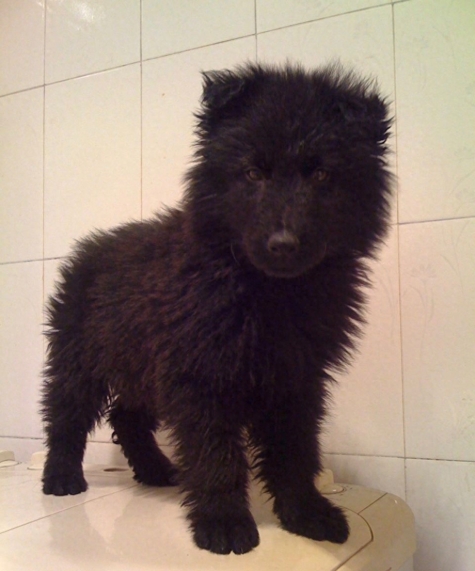 中国本土智商最高的狗：黑熊犬超萌却濒临灭绝