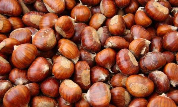 生板粟米怎样保存,小米是大米的一种吗蚂蚁庄园图2