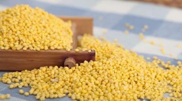 生板粟米怎样保存,小米是大米的一种吗蚂蚁庄园图4