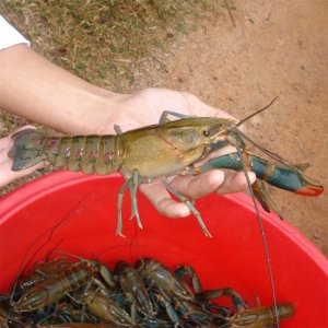 ​淡水虾怎么养？四种常见淡水虾的养殖技术大全