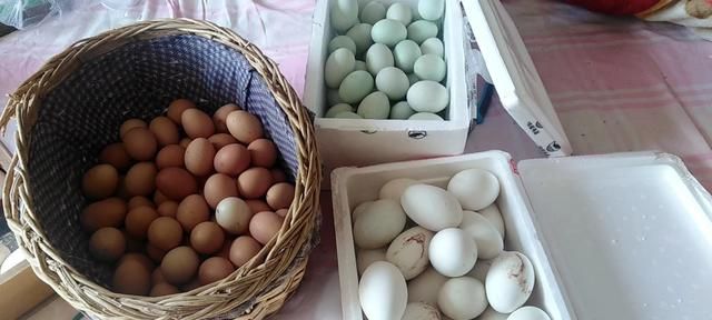 立夏吃蛋的寓意,农村老话说“立夏吃了蛋,热天不疰夏”是什么意思?图4