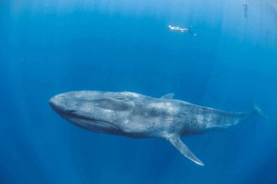 ​你所未知的“世界最大生物”：揭秘蓝鲸的壮丽奥秘
