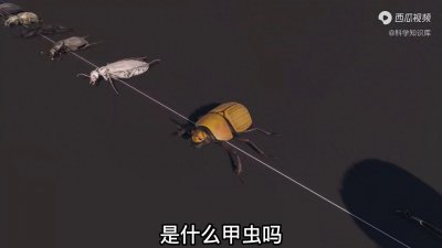 ​你知道世界上最大的甲虫，是什么甲虫吗！！！