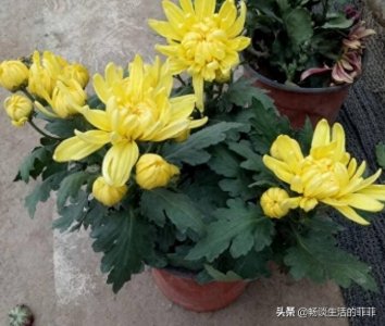 ​家里养菊花好吗？今天我们来还原真相