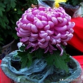 家里养菊花好吗？今天我们来还原真相