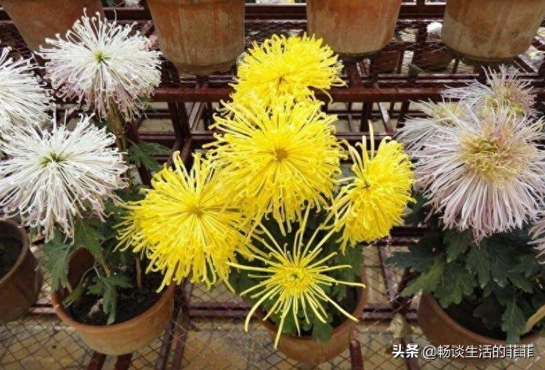 家里养菊花好吗？今天我们来还原真相