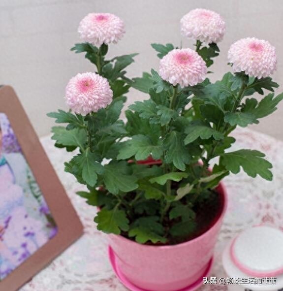 家里养菊花好吗？今天我们来还原真相