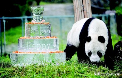 ​大熊猫“盼盼”成为世界上最年长的雄性大熊猫