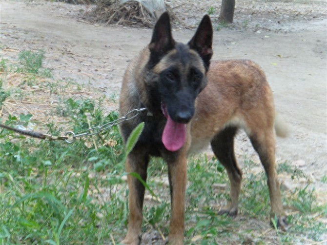 中国两大军犬强强杂交：昆明犬马犬后代昆马犬，超霸气