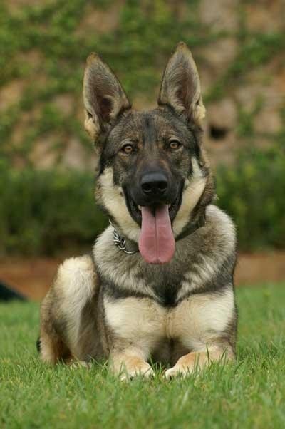 中国两大军犬强强杂交：昆明犬马犬后代昆马犬，超霸气