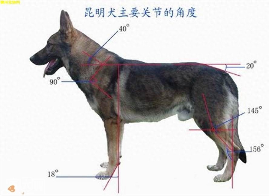 中国两大军犬强强杂交：昆明犬马犬后代昆马犬，超霸气