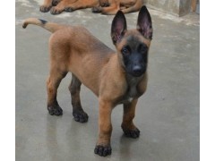 中国两大军犬强强杂交：昆明犬马犬后代昆马犬，超霸气