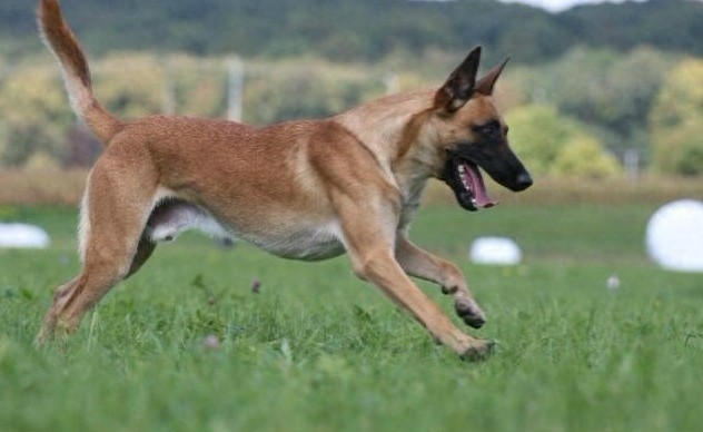 中国两大军犬强强杂交：昆明犬马犬后代昆马犬，超霸气