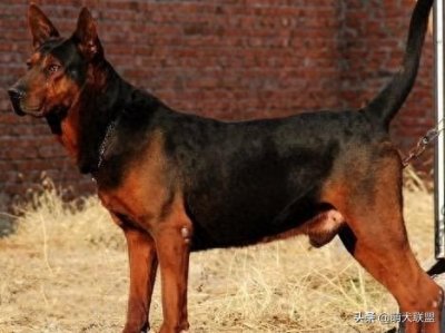 ​世界四大狼犬——中国原生狼犬名列其中