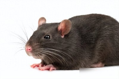 ​洗洁精灭鼠配方