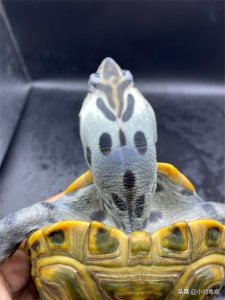 ​钻纹龟50问之第1问：什么是钻纹龟？