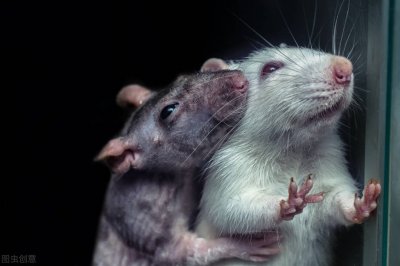 ​大强虫控带你了解家庭害鼠褐家鼠的习性和防治措施