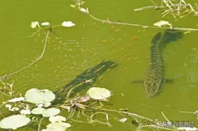 ​不再盲钓！野钓黑鱼饵料选择的“避坑”指南，少走弯路！
