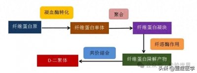 ​重症基础：D-二聚体