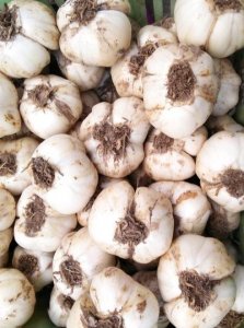 ​甘肃省十大特产