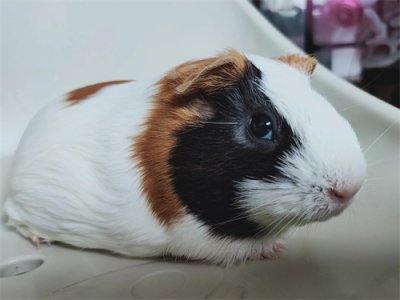 ​豚鼠的正确养殖方法养殖