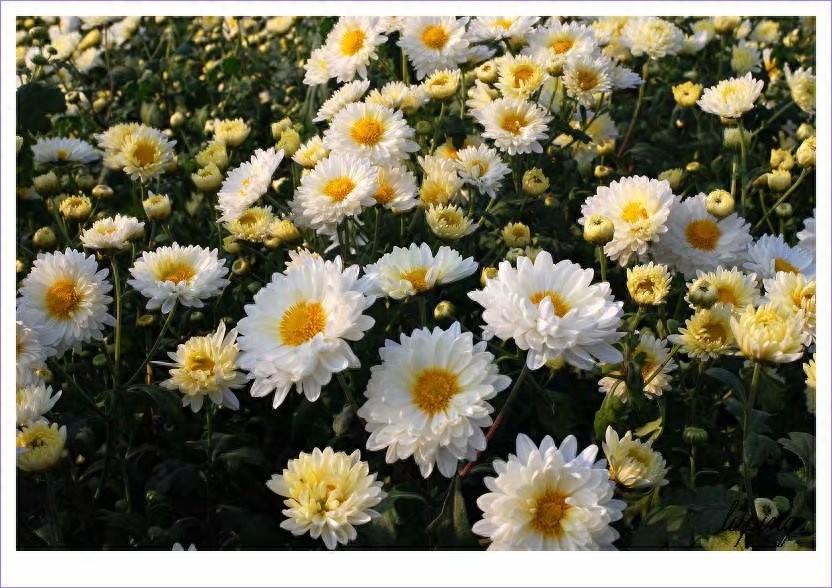 中国四大名菊你认得吗