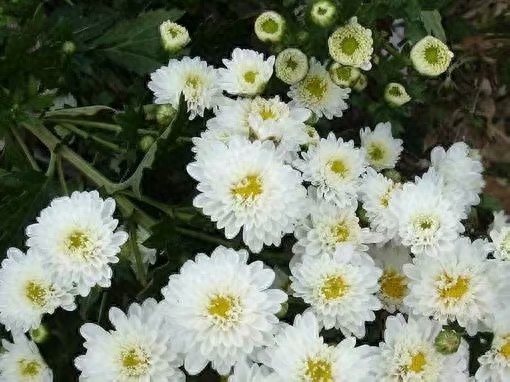 中国四大名菊你认得吗