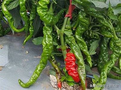 ​什么样辣度的辣椒才算是“辣”？