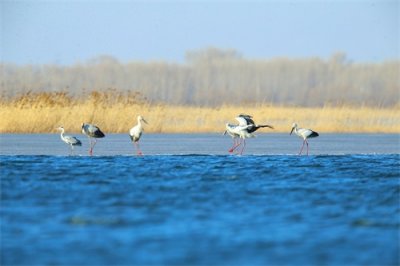 ​内蒙古洮儿河：生态美 候鸟归