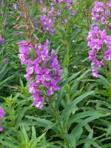 ​柳兰是一种怎样的植物，有什么利用价值