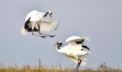 ​很多国家有国鸟，你知道我国国鸟是什么吗？