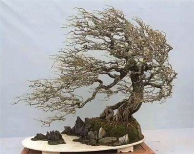 ​盆景造型十二式欣赏（值得收藏）