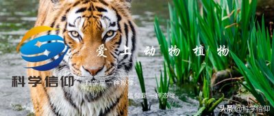 ​什么是“驴头狼”？真有这种动物吗？为什么会出现在神农架？