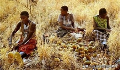 ​非洲饥荒：30亿亩耕地为何种芝麻不种粮食？