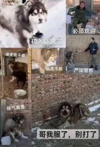 ​艾特：从“传奇耐打王”到网红狗的传奇一生！