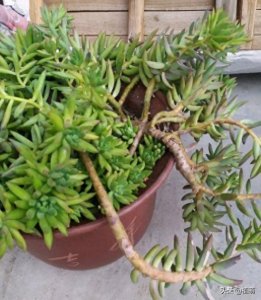 ​养了5年的千佛手，有些凌乱是该修整一下，枝条可以用来扦插叶插