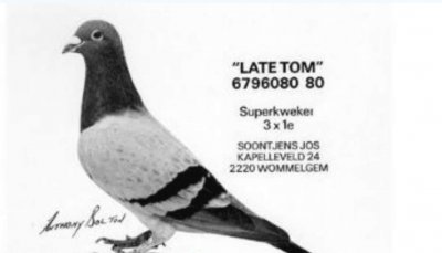 ​世界名鸽赏析---十四