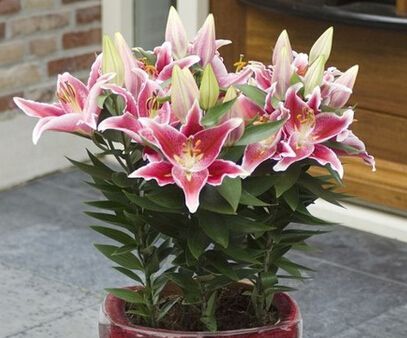 庭院百合花的养殖方法和注意事项