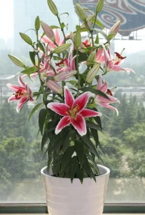 百合的养殖方法和注意事项