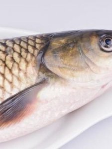 ​草鱼吃什么食物(草鱼跟鲫鱼的区别在哪里)