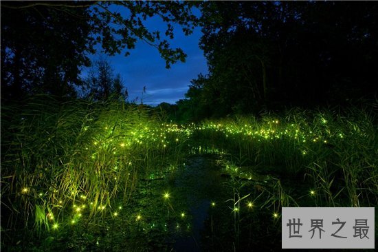 萤火虫为什么会发光 透明皮肤体内含有荧光素